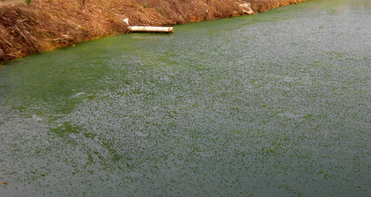 1710469855798587.png 水體富營養化.png