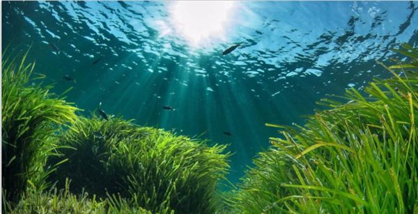 1716790940256745.jpeg 陽光.jpeg