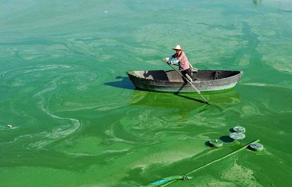 1758162360852330.jpg “水華”現(xiàn)象.jpg