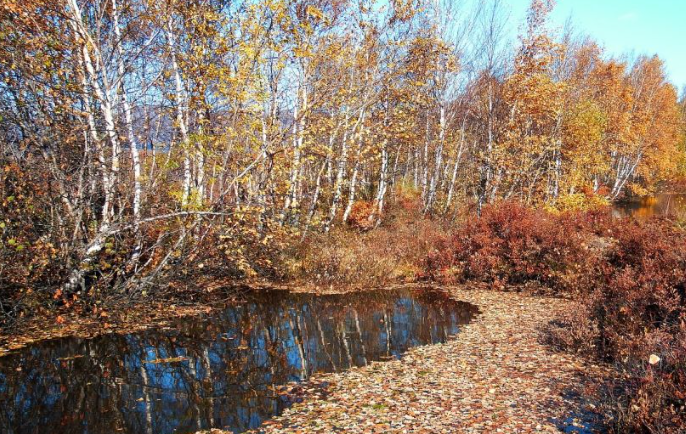 1758164406690912.png 落葉.png