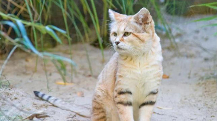 1758509443516609.jpg 寵物.jpg