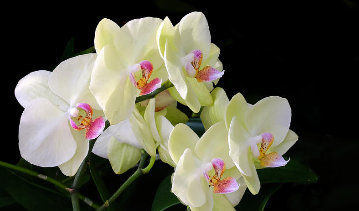 1762223291480431.jpg 蘭花.jpg