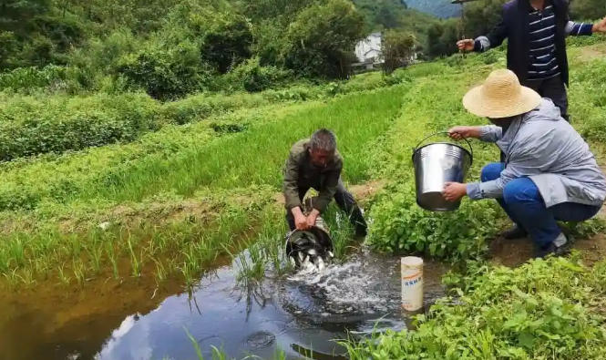 1762329912353007.jpg 稻田養魚.jpg