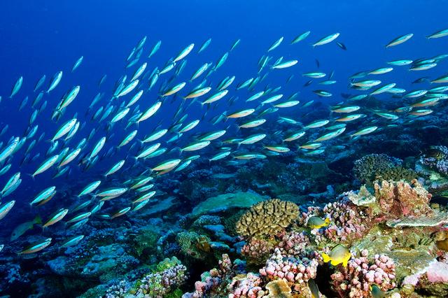 1776059830413460.jpg 海洋生態系統.jpg