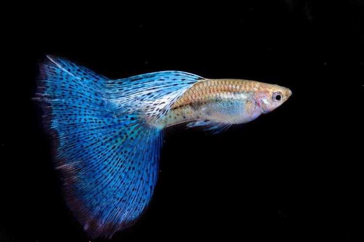 1779153707722862.jpg 觀賞魚.jpg